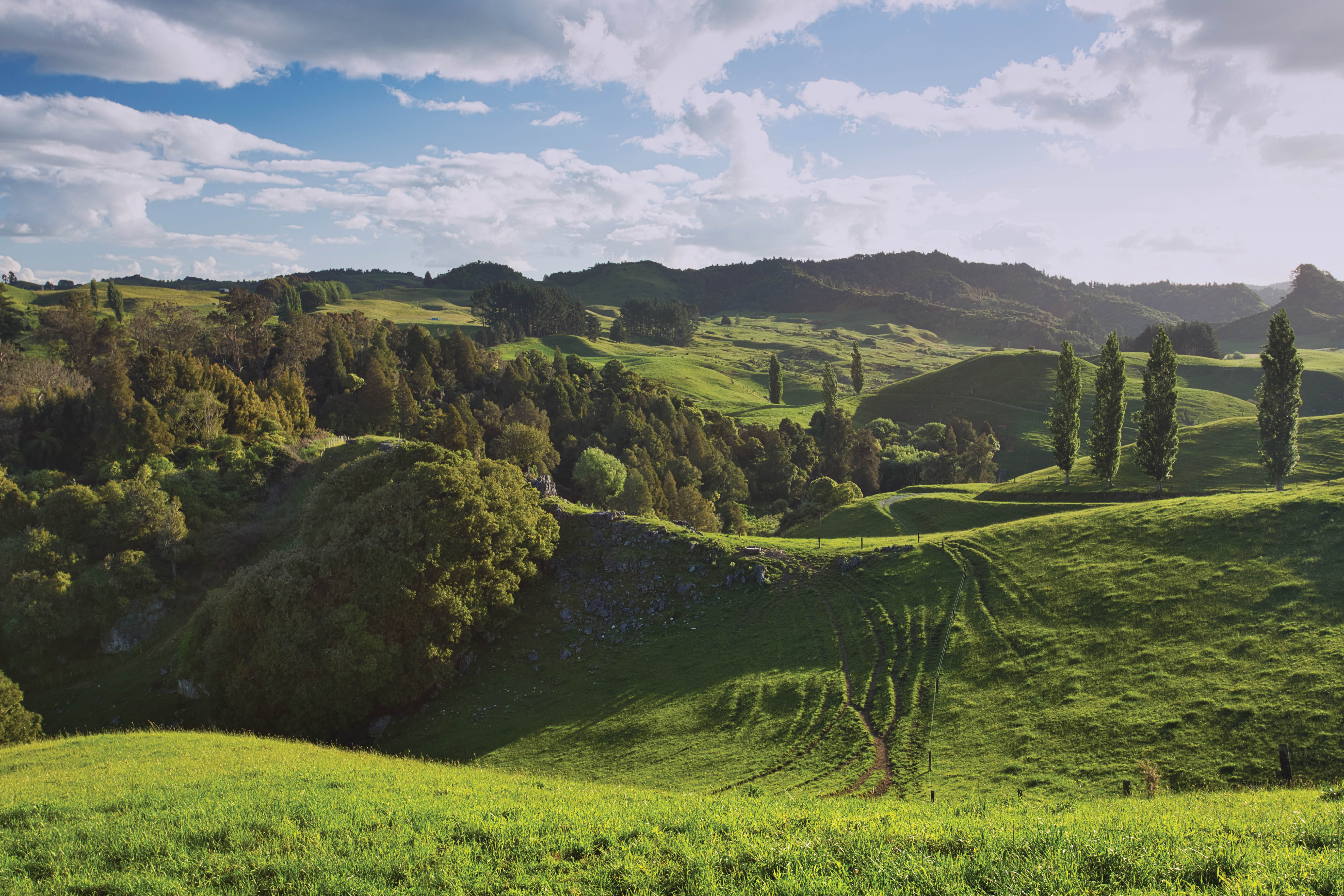 REINZ January rural data: Less sales as buyers wait for the right one